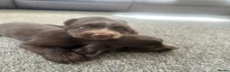 Cocker Spaniel dogs for sale: Show type cocker spaniel puppies  - Advert 9
