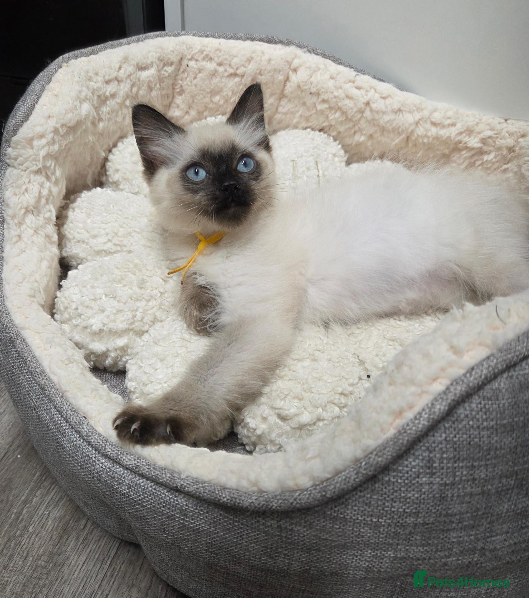 Ragdoll cats GCCF REGISTERED PEDIGREE RAGDOLL KITTENS  - Advert 2