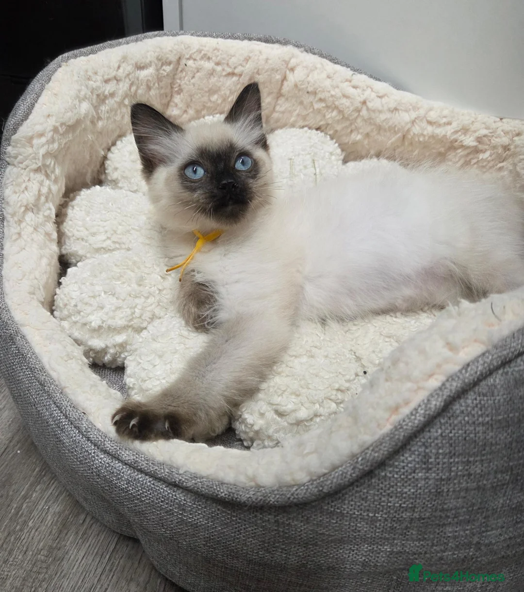 Ragdoll cats for sale: GCCF REGISTERED PEDIGREE RAGDOLL KITTENS  - Advert 2