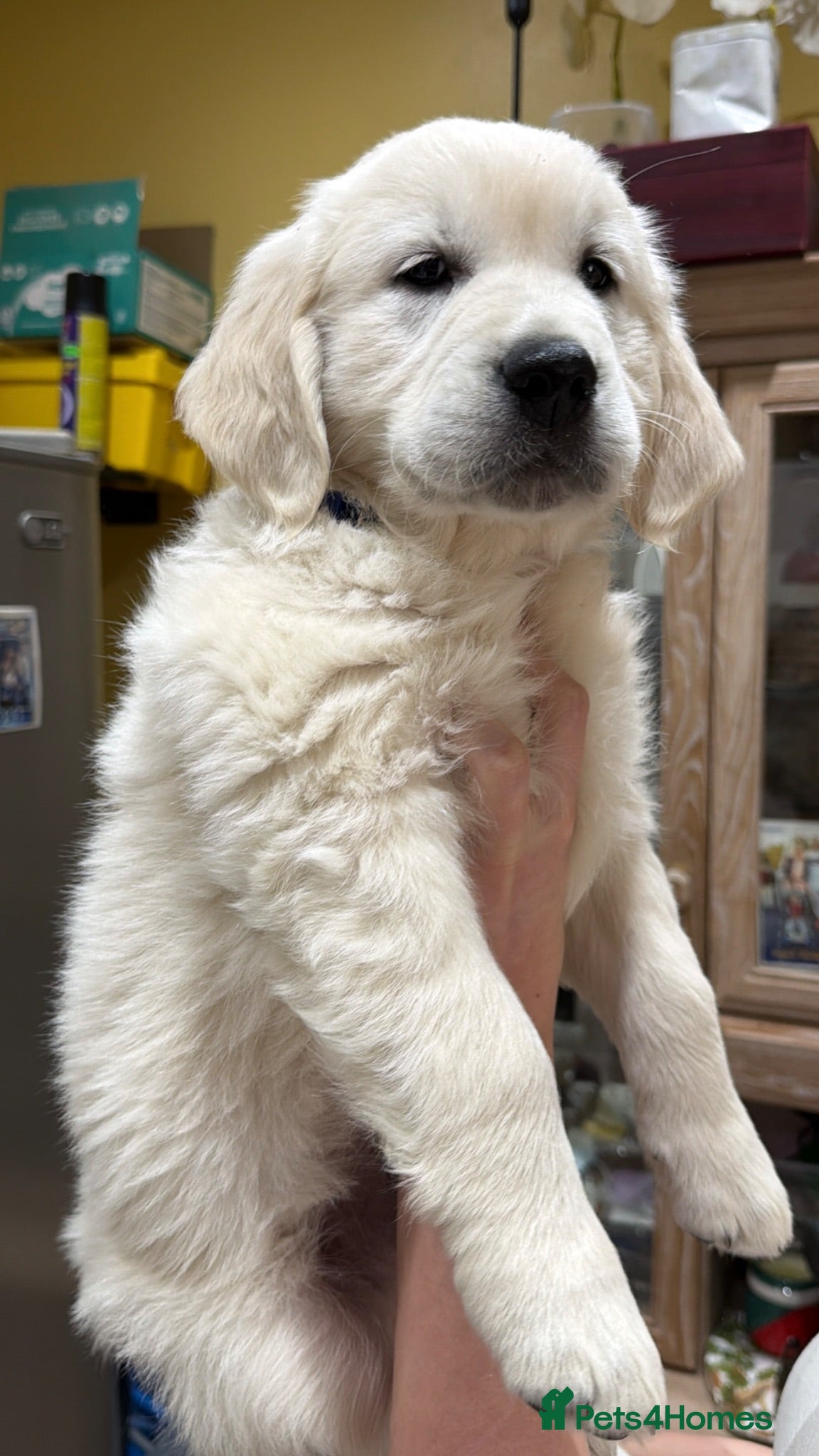 Golden Retriever dogs Outstanding KC Cream Golden Retriever Puppies - Advert 2