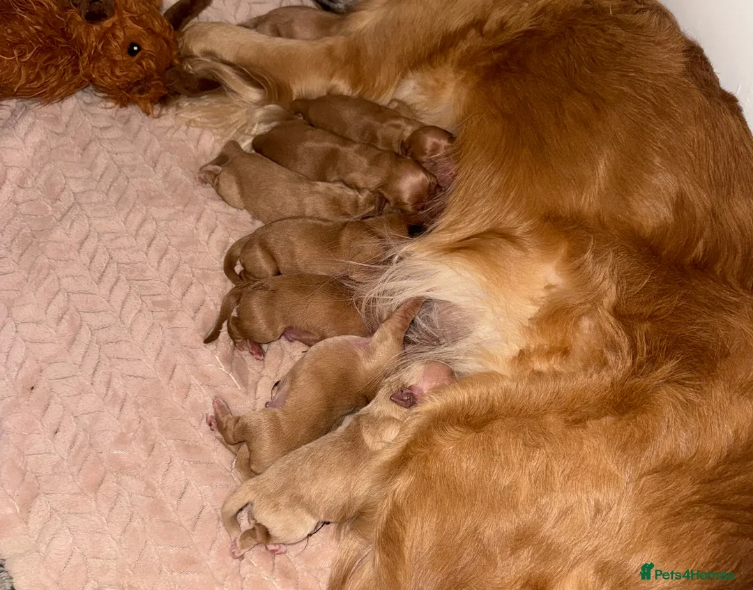 Golden Retriever dogs for sale: Golden Retriever Puppies - Advert 2