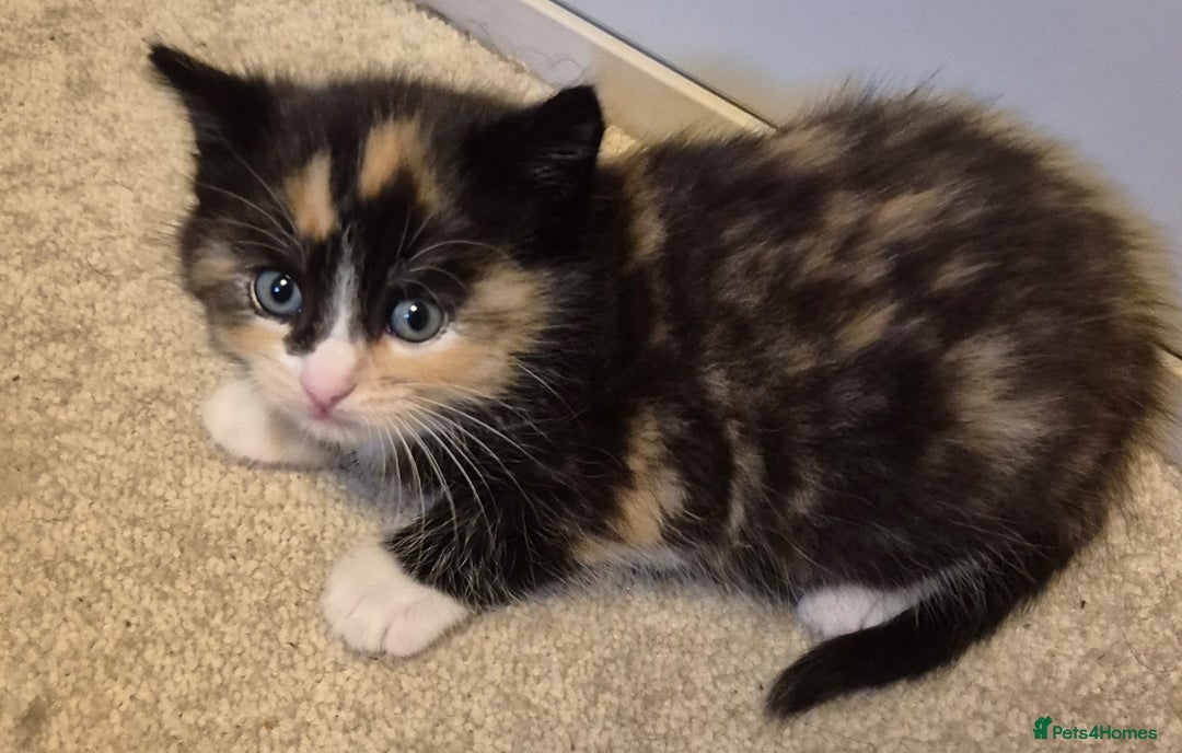 Mixed Breed cats for sale: Gorgeous fluffy kittens  - Image 4