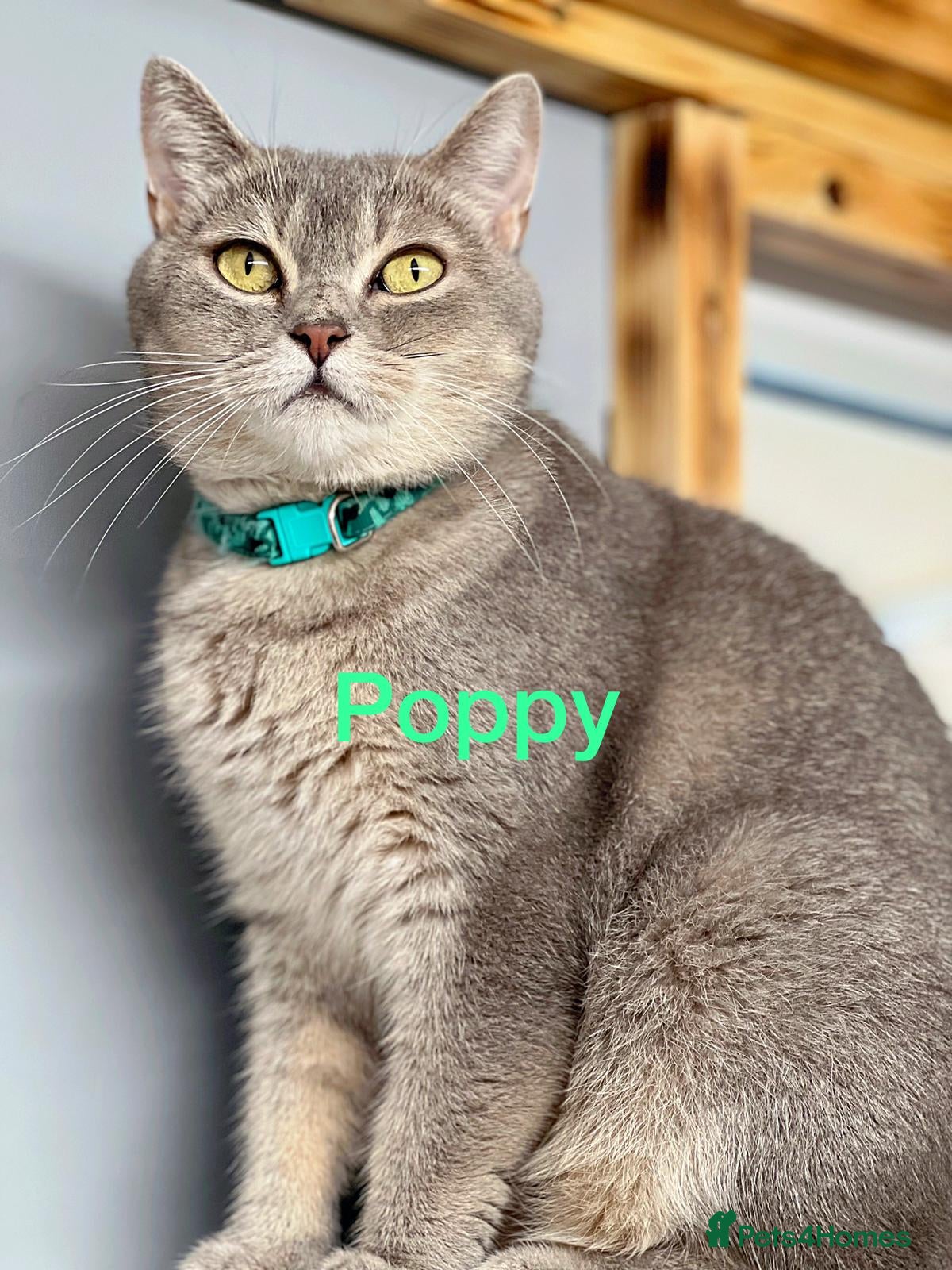İnci Poppy