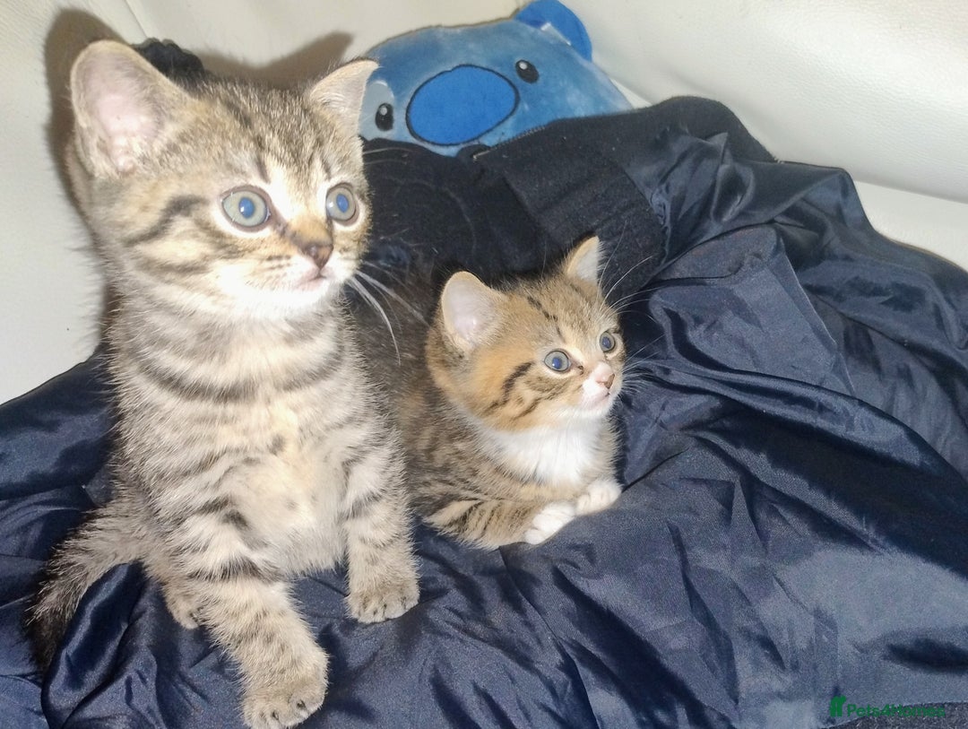 Mixed Breed cats for sale: Kittens ready to go. - Advert 2