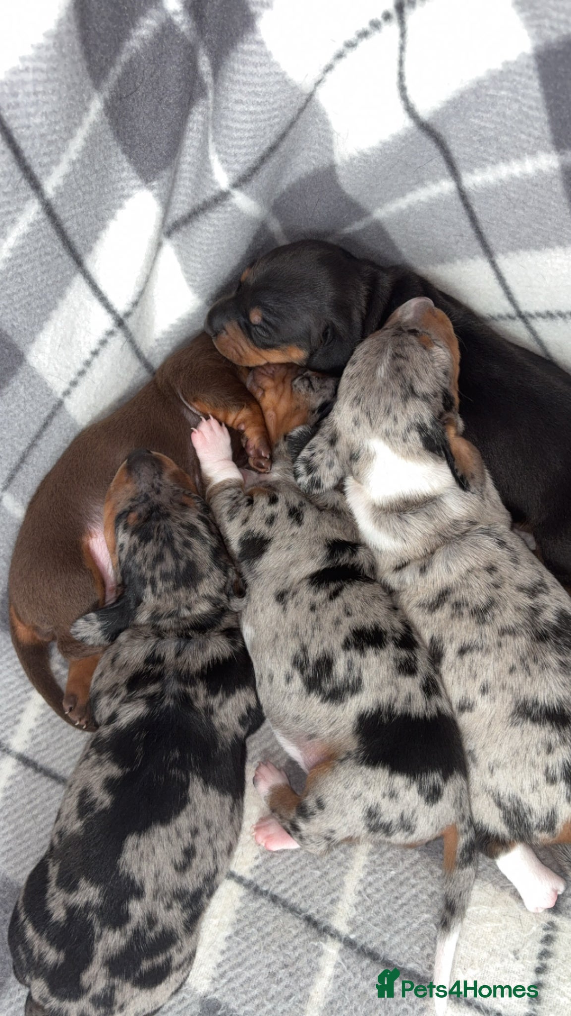 Dachshund dogs Dachshund puppys - Advert 1