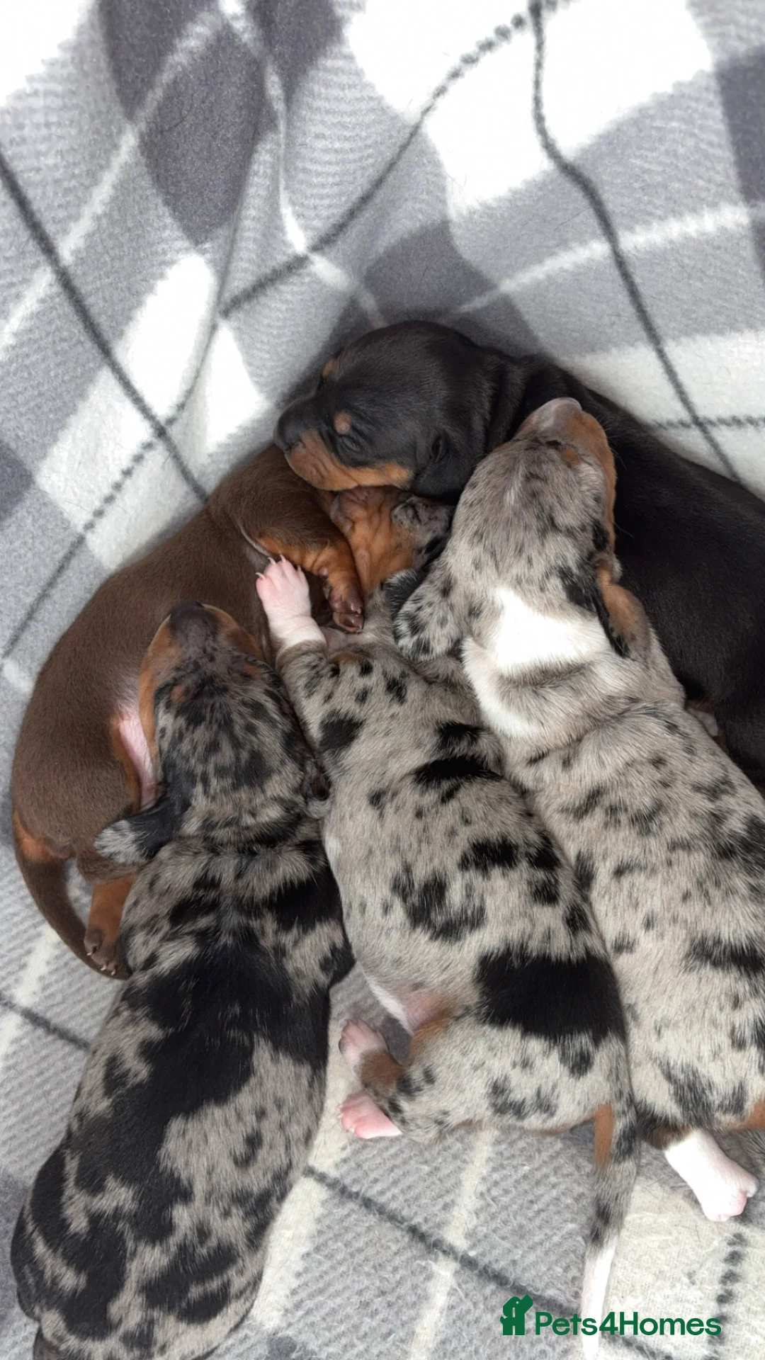 Dachshund dogs for sale: Dachshund puppys - Advert 1