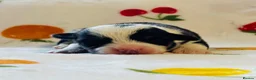 Welsh Corgi Pembroke dogs for sale: Stunning pedigree puppies, health tested parents in Manchester - Advert 14
