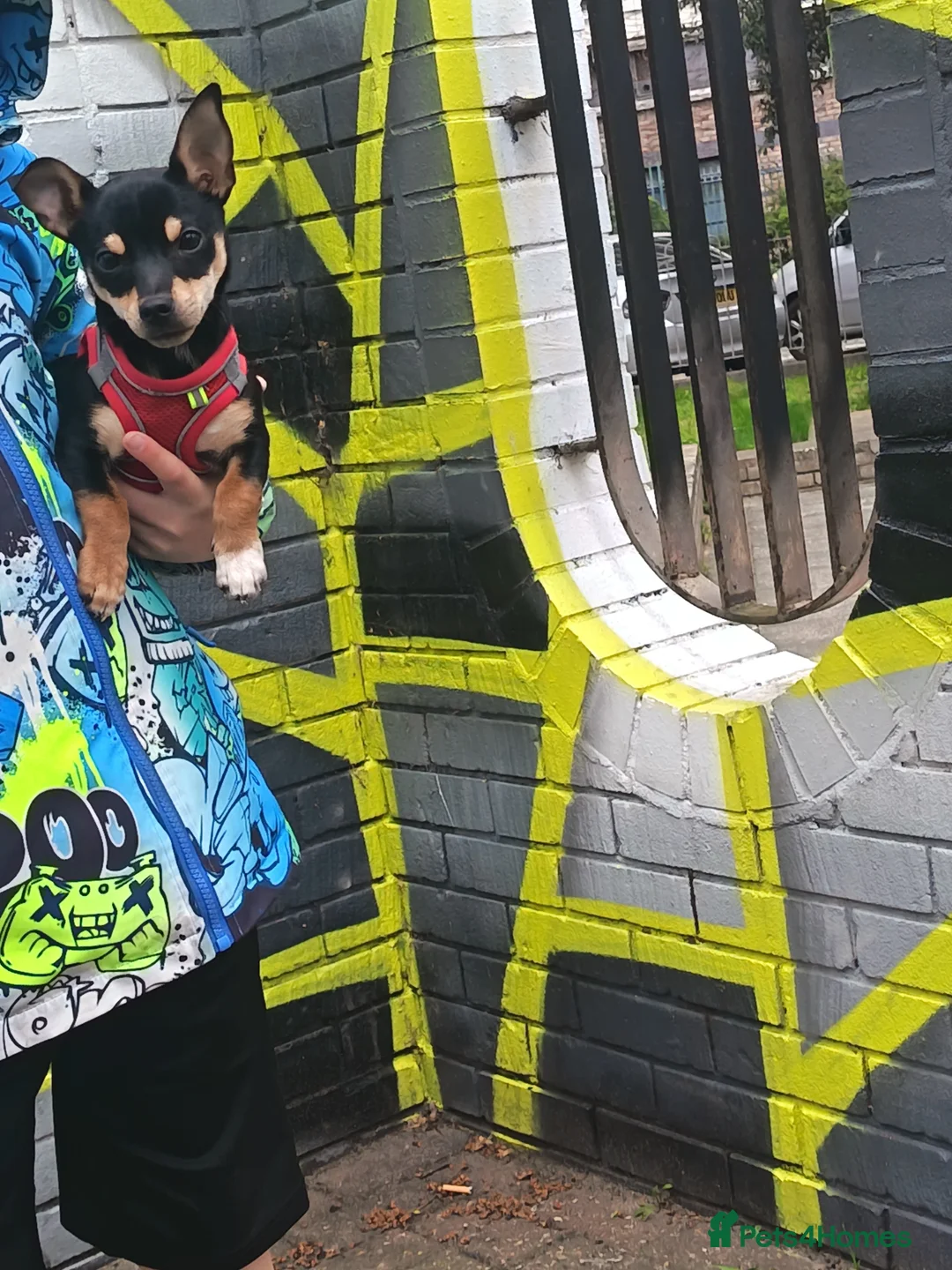 Chihuahua dogs for sale: Chihuahua pup 6 months - Advert 2