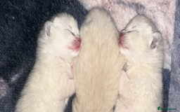 Ragdoll cats for sale: Ragdoll kittens  - Image 9
