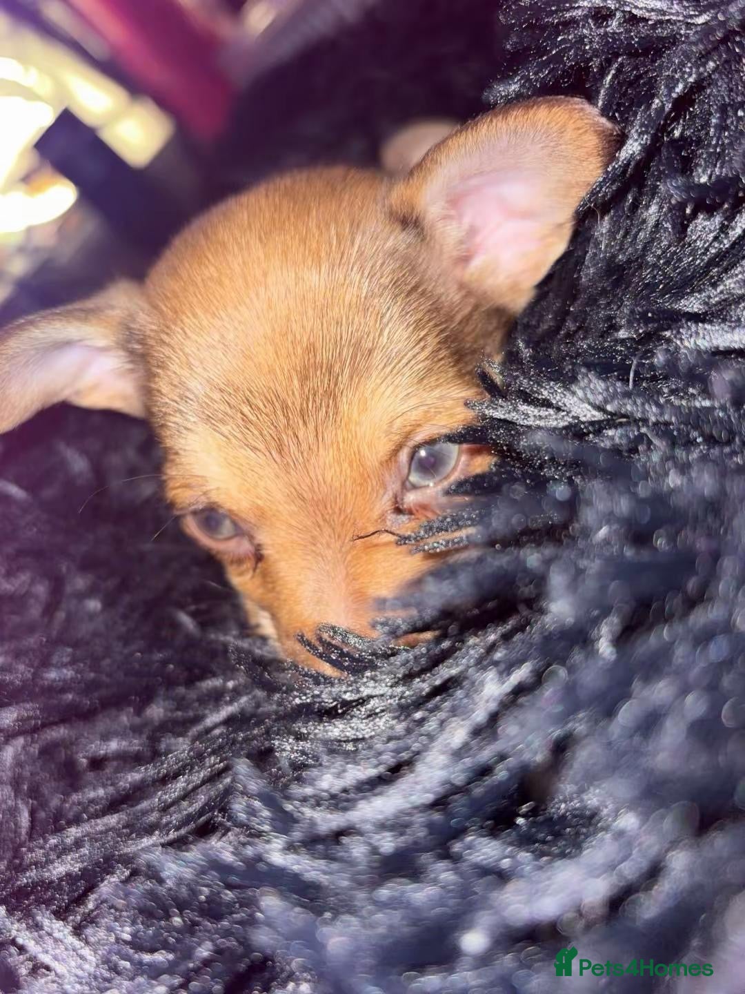 Mixed Breed dogs chihuahua mixed breed - Advert 14