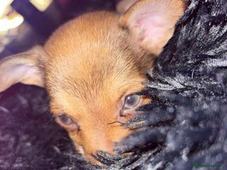 Mixed Breed dogs chihuahua mixed breed - Advert 16