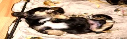 Mixed Breed dogs for sale: 5 beautiful Mauxie for sale  - Advert 4