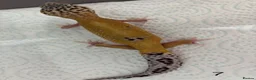 Leopard Gecko reptiles for sale: Baby leopard geckos £40 to £60 - Advert 13