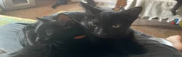Domestic Shorthair cats for adoption: Cosmos and Lupin, 4 month old brothers  in Reading - Advert 4