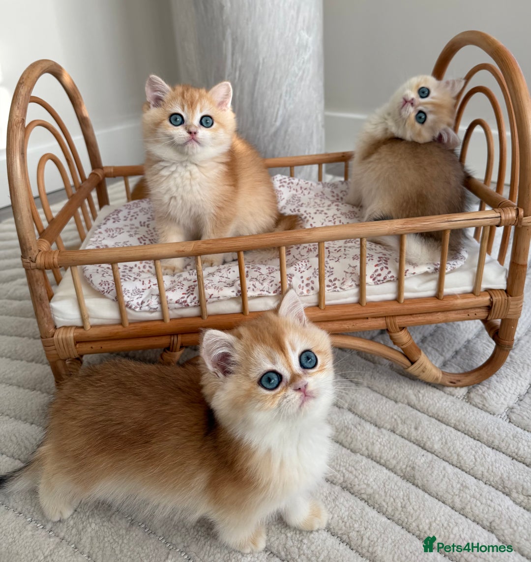 British Shorthair cats for sale: Golden British shorthair kittens - Advert 13