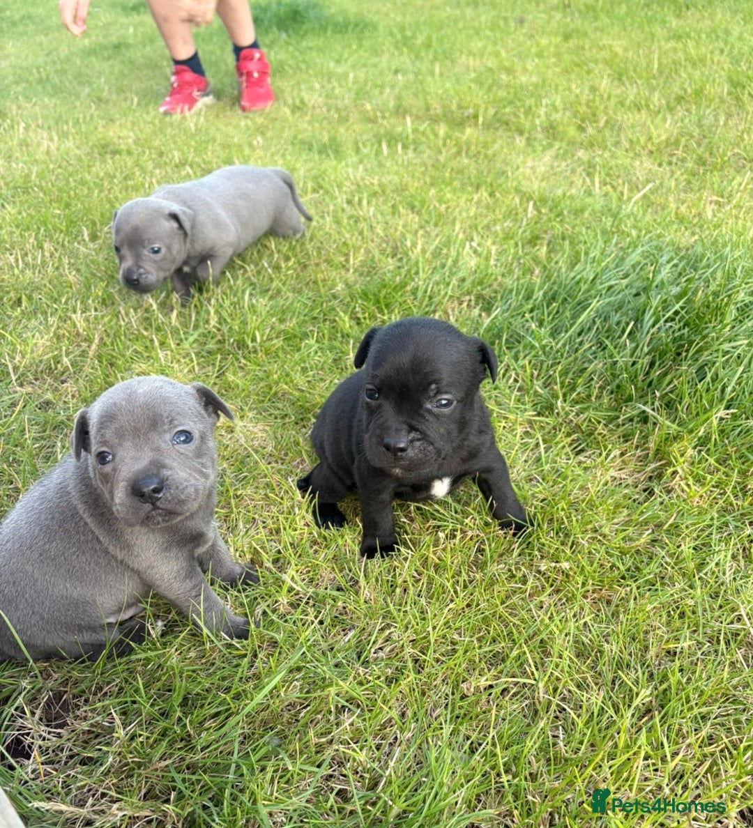 Staffordshire Bull Terrier dogs for sale: Beautiful staffordshire bull terrier puppies  - Image 7
