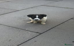 Jack Russell dogs for sale: Puppy for sale  - Image 1