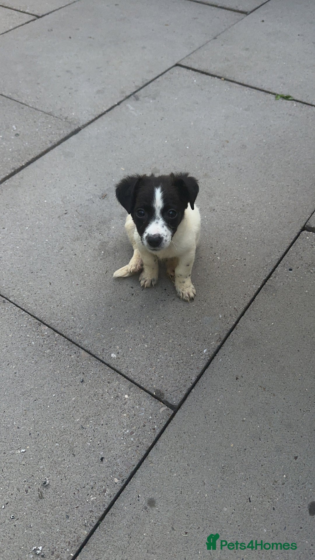 Jack Russell dogs for sale: Puppy for sale  - Image 1