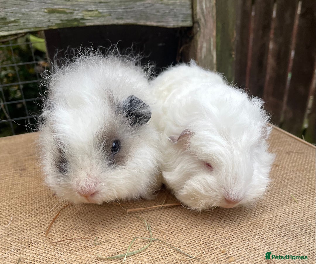 Guinea Pig rodents for sale: Sweet baby boys  - Advert 3