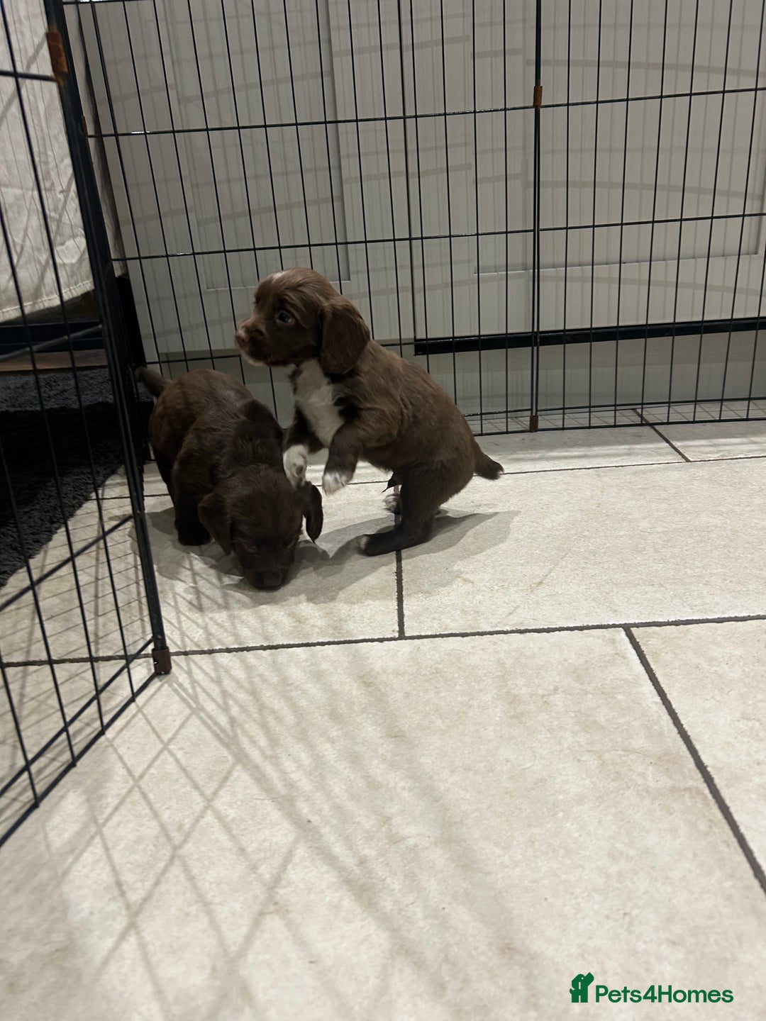 Sprocker dogs for sale: Working Sprocker Spaniels  - Advert 22