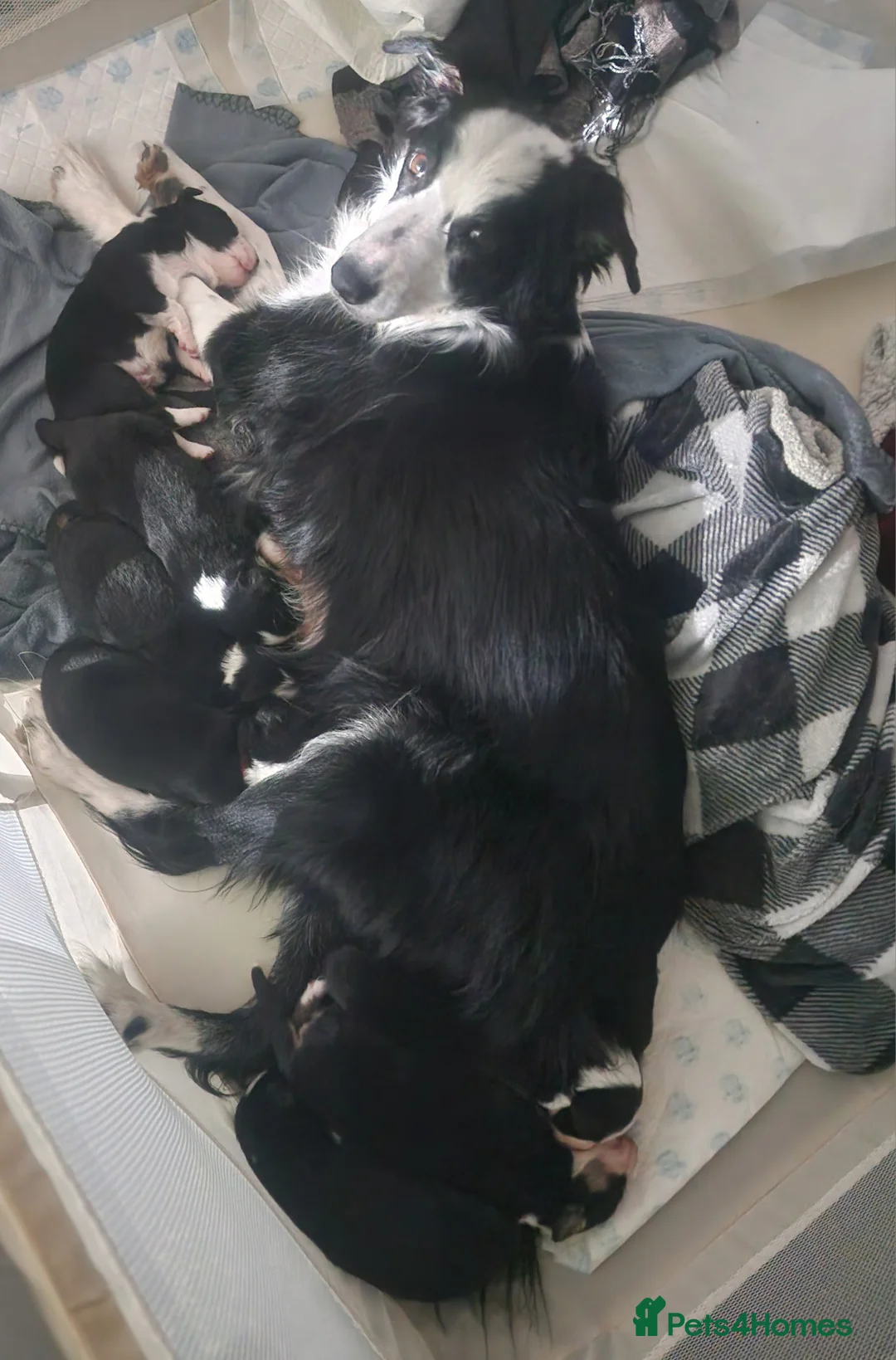 Border Collie dogs for sale: Border collie pups for sal3 - Advert 1