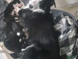 Border Collie dogs Border collie pups for sal3 - Advert 1