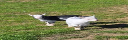 Goats livestock for sale: Pygmy goat wether twins - Advert 6
