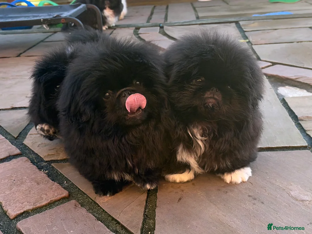 Pekingese dogs for sale: Biggiwigs Pekingese availability Last two boy pups - Advert 8