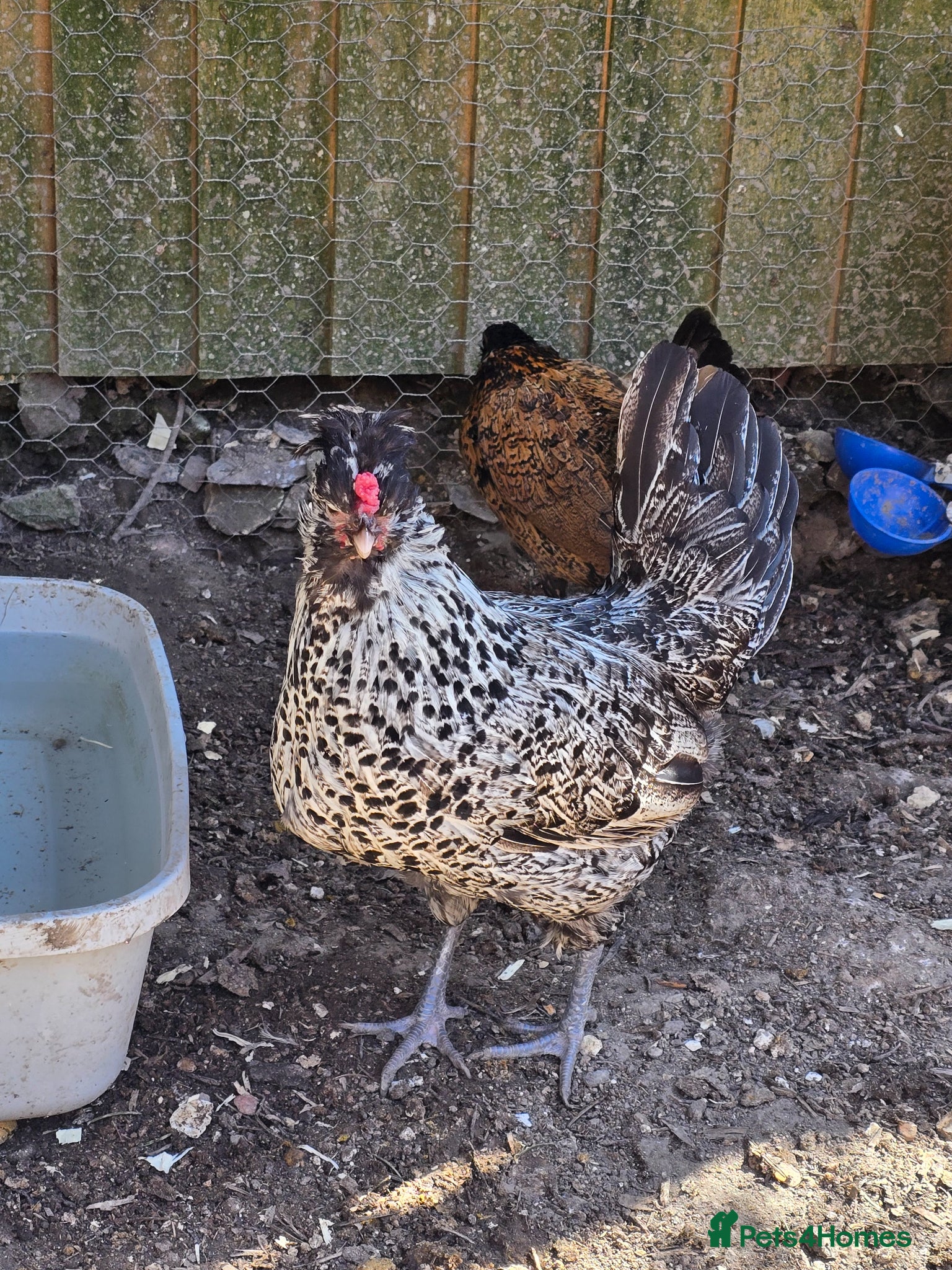 Chickens poultry Appenzeller Spitzhauben Hen - Advert 14