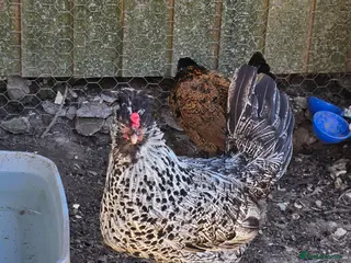 Chickens poultry Appenzeller Spitzhauben Hen - Advert 16