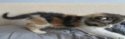 Exotic cats for sale: Lovely exotic kittens - Advert 14