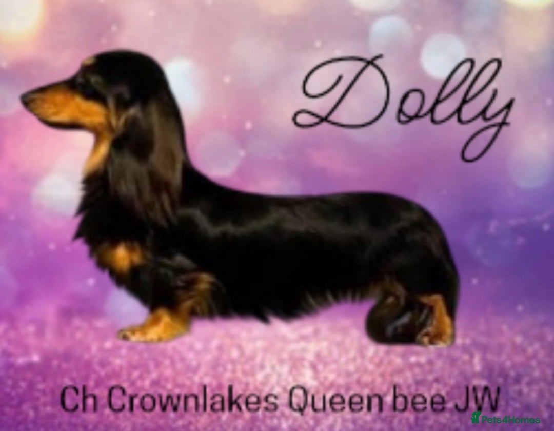 Miniature Dachshund dogs for sale: Beautiful KC Miniture long haired dachshund girl  - Advert 5