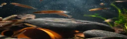 Other/Mixed Breed fish for sale: Red Chinese Snakehead - Advert 17
