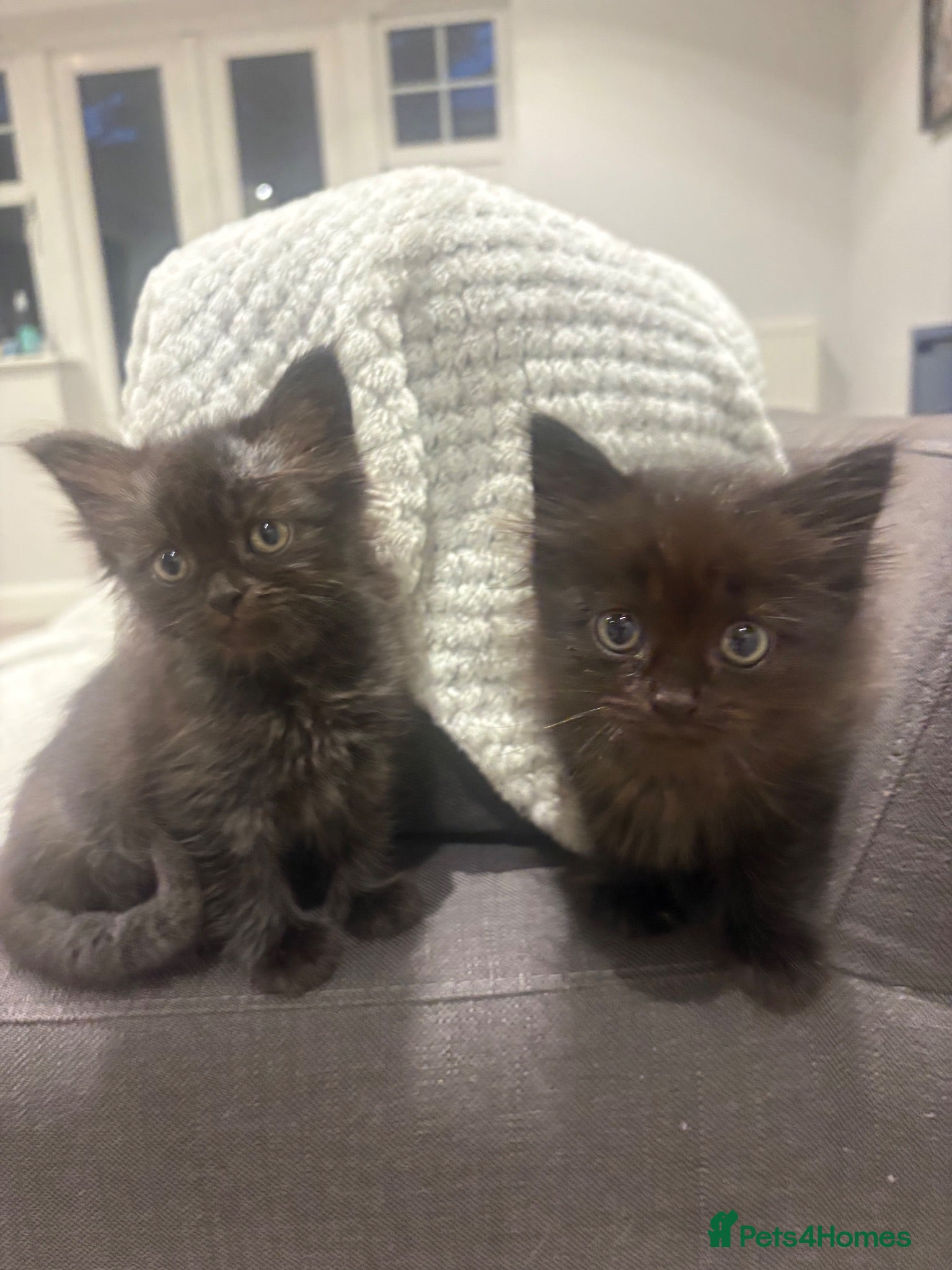 Mixed Breed cats 3 little kittens for sale adorable ready to go  - Advert 5