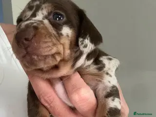 Miniature Dachshund dogs True miniature dachshunds - Advert 11