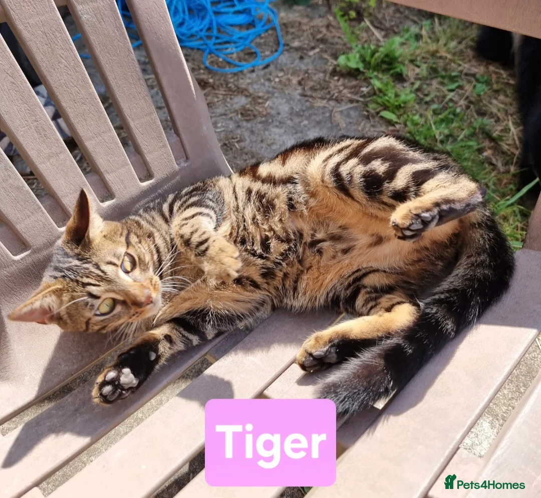 Brazilian Shorthair cats for sale: Family of 3 gorgeous cats for adoption - Advert 9