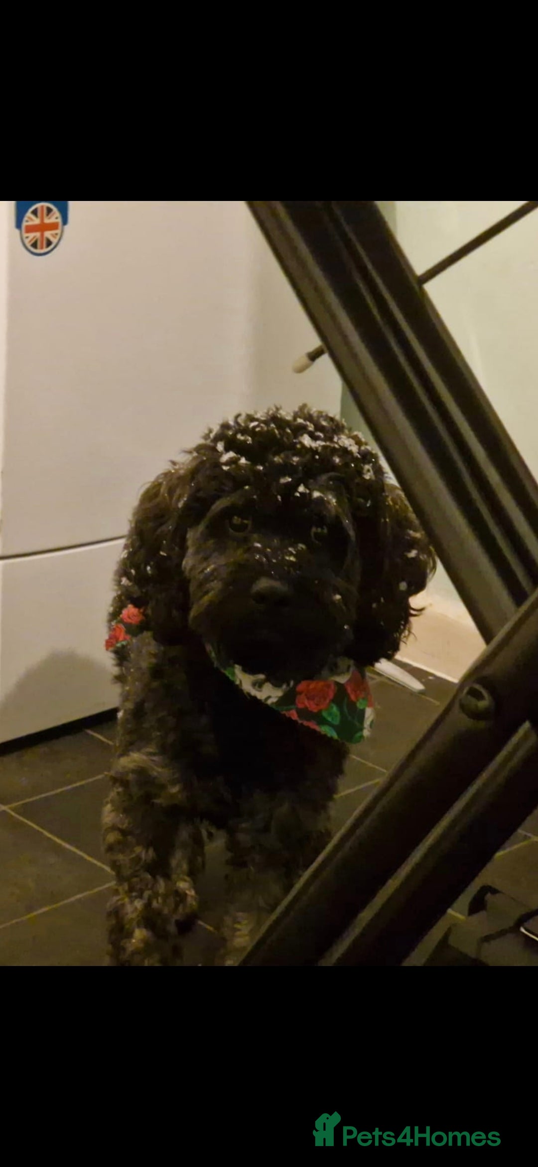 Cavapoo dogs for stud: Type F1 Cavapoo For Stud - Image 3
