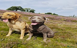 Labrador Retriever dogs for sale: Quality KC reg labs (ideal assistance/therapy dog) - Image 8