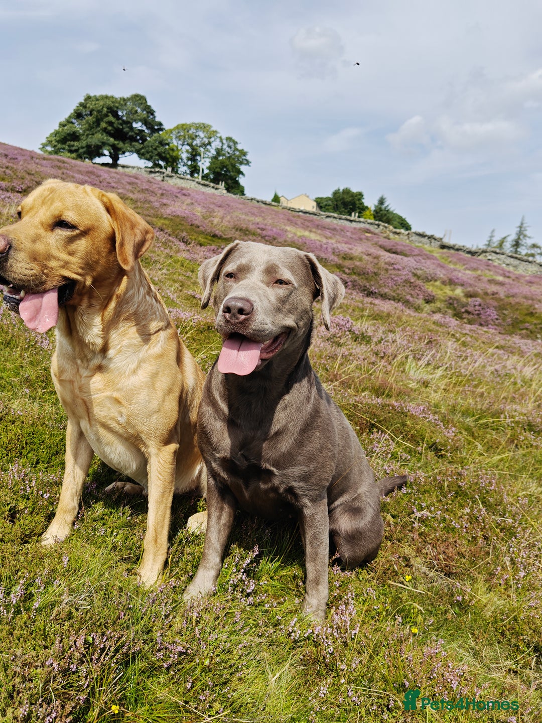 Labrador Retriever dogs for sale: Quality KC reg labs (ideal assistance/therapy dog) - Image 8