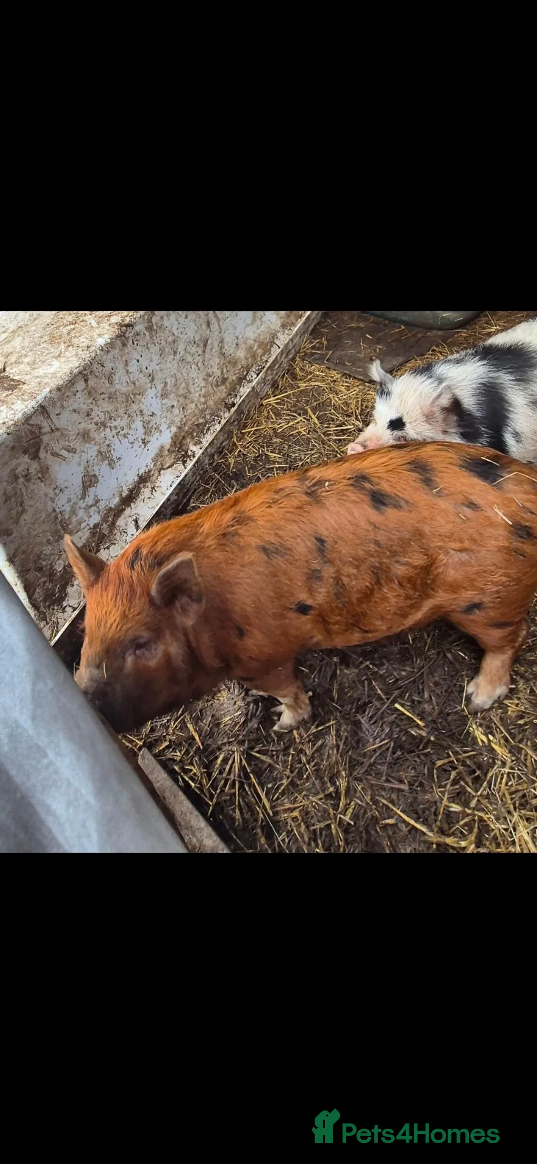 Pig livestock for sale: Trio of kunekune sows  - Advert 3