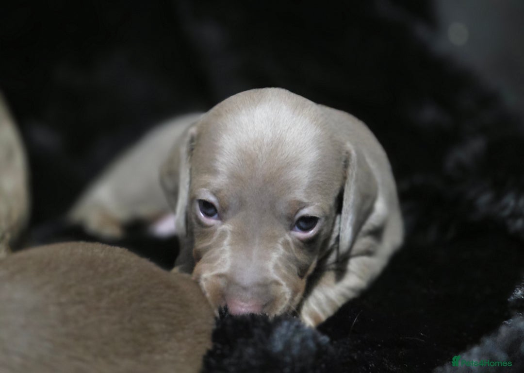 Dachshund dogs for sale: Billy  - Image 5