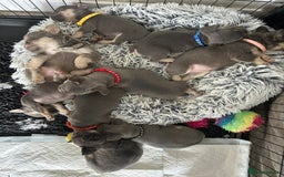 French Bulldog dogs for sale: French bulldog (fluffy) - Image 11