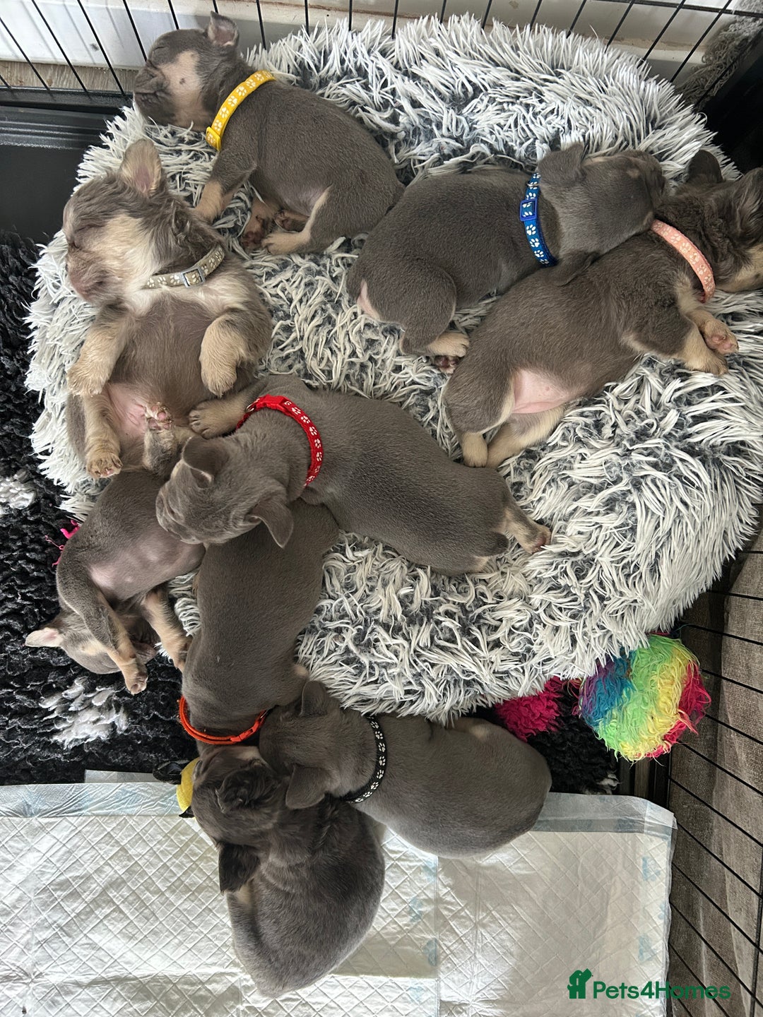 French Bulldog dogs for sale: French bulldog (fluffy) - Image 11