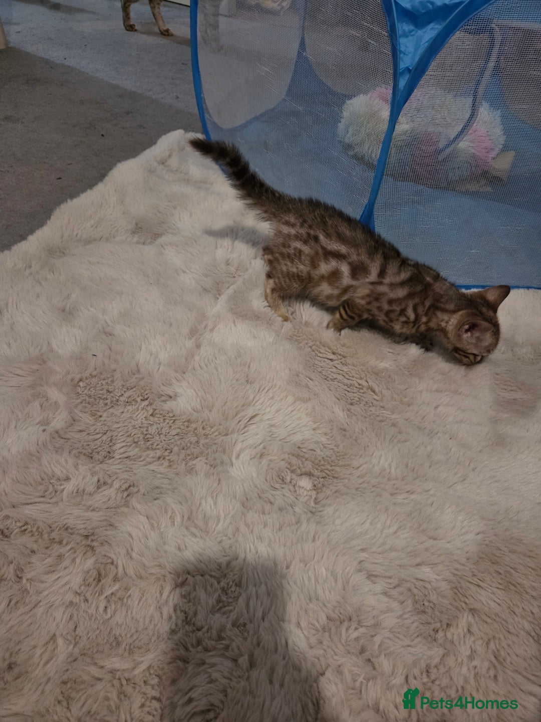 Bengal cats for sale:  1 stunning male bengal kitten (reduced price) - Image 33
