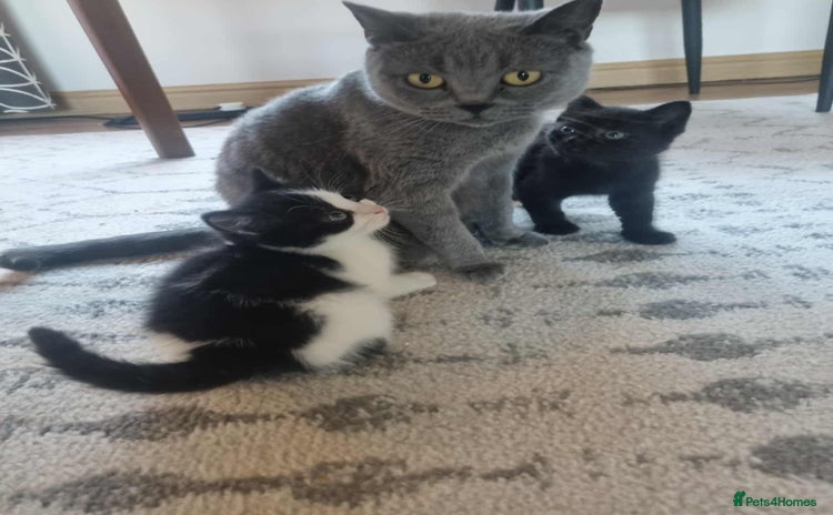British Shorthair cats - Advert 1