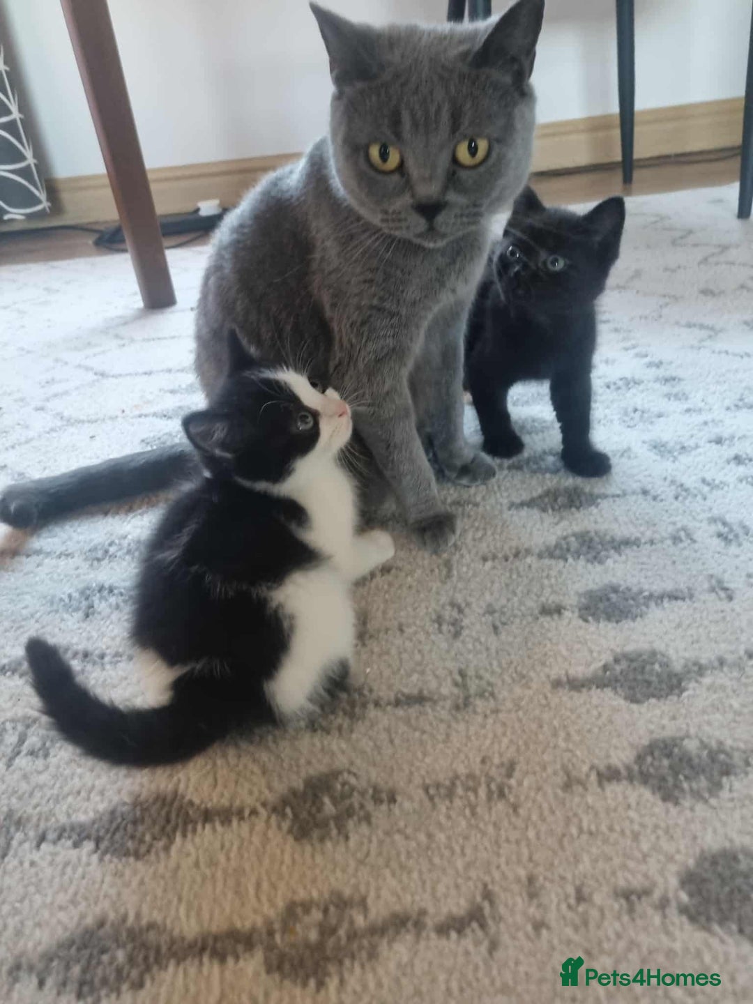 British Shorthair cats for sale: Unexpected Bundle of Joy - Image 1