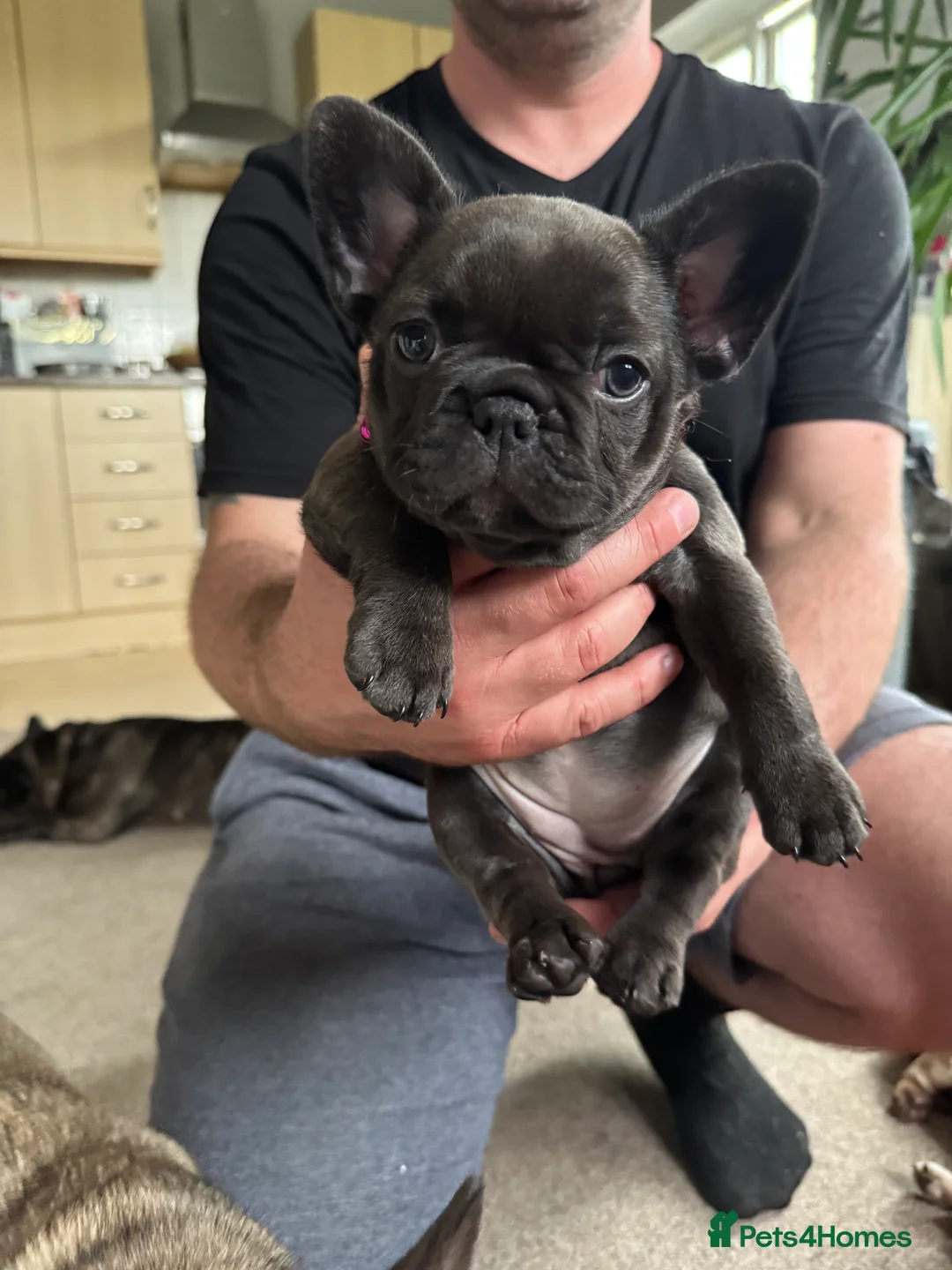 French Bulldog dogs for sale: Multiple colour litters coming in spring 🐶  - Advert 26