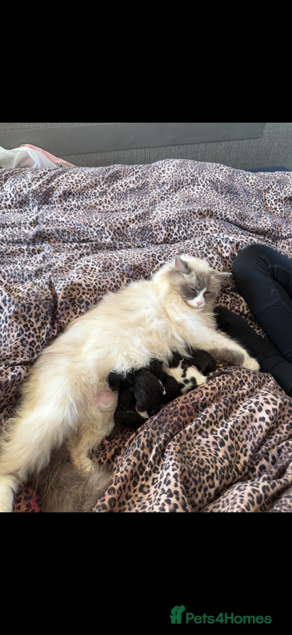 Ragdoll cats Half Ragdoll Kittens - Advert 1