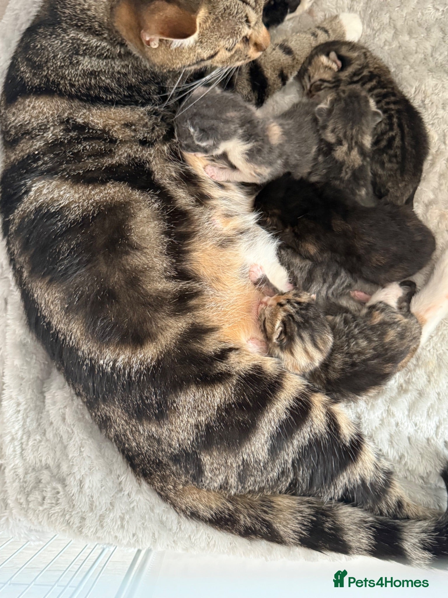 British Shorthair cats KITTENS FOR SALE (please read advert) - Advert 19