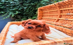 Cavalier King Charles Spaniel dogs for sale: Quality KC Health Tested Ruby CKCS Pups For  Sale - Image 22